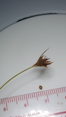 Rhynchospora ciliaris