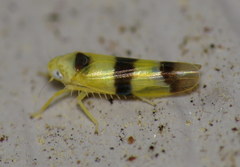 Empoa venusta