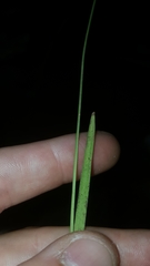 Rhynchospora ciliaris