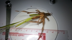 Rhynchospora ciliaris