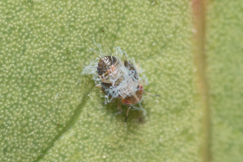 Agonoscena targionii