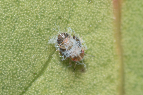 Agonoscena targionii