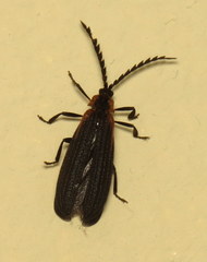 Leptoceletes basalis