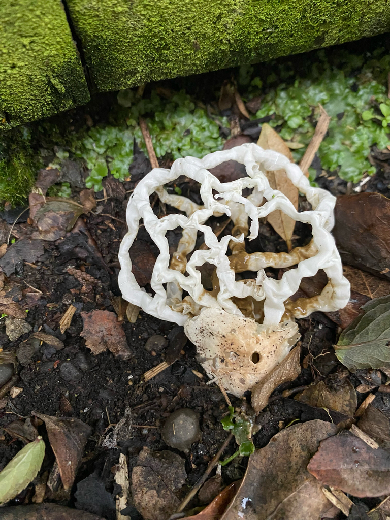 Ileodictyon cibarium · March 2025 · photo: © crellow (iNaturalist, cc0)