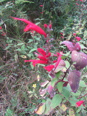 Salvia cinnabarina