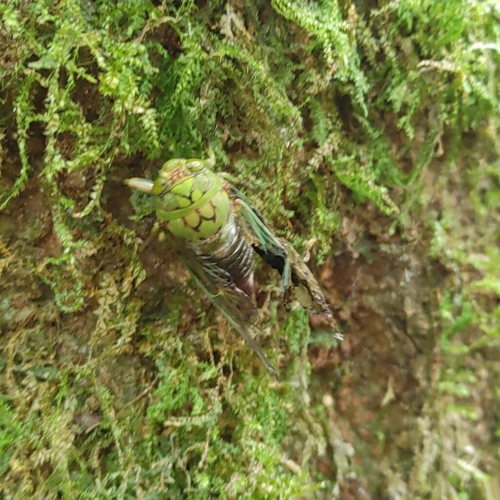 Carineta fasciculata