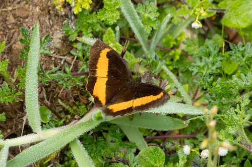 Pedaliodes peruda
