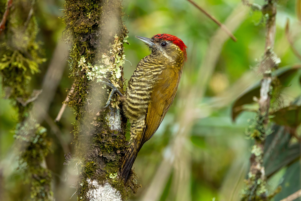 Bar-bellied Woodpecker