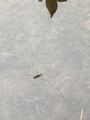 Limnoporus notabilis