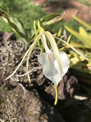 Brassavola nodosa