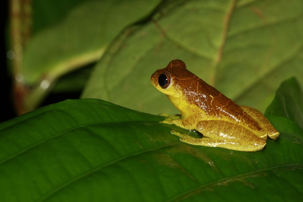 Socopo Tree Frog