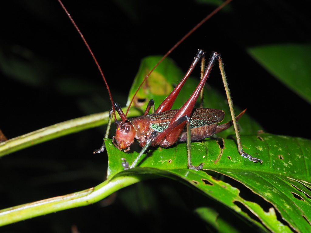 Goethalsiella tridens