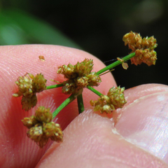 Scirpus polyphyllus