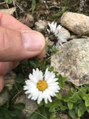 Erigeron melanocephalus