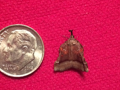 Clydonopteron sacculana