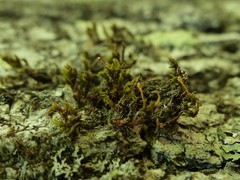 Ulota coarctata