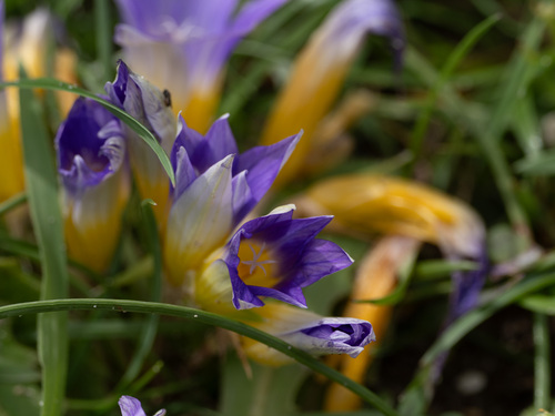 Romulea clusiana