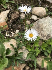 Erigeron melanocephalus