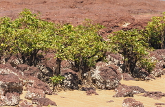 Aegialitis annulata (Aegialitis annulata)