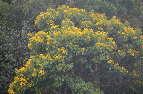 Foto de Pau-Fava