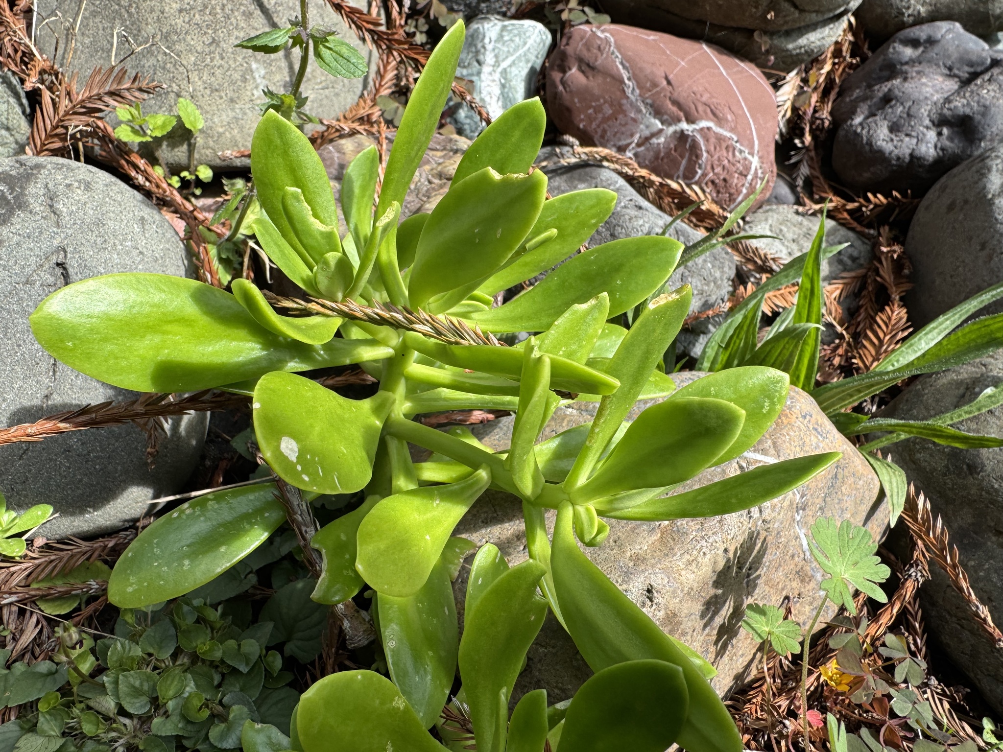 Imagem de Planta jade