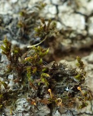 Ulota coarctata