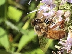 Apis mellifera