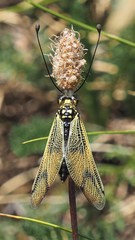 Libelloides longicornis