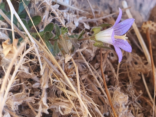 Campanula numidica (Campanula numidica)