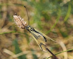 Libelloides longicornis