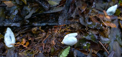 Clavogaster virescens