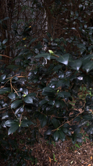 Camellia japonica