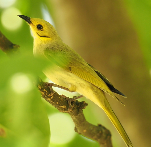 Yellow-tinted Honeyeater (Ptilotula flavescens), photo 4