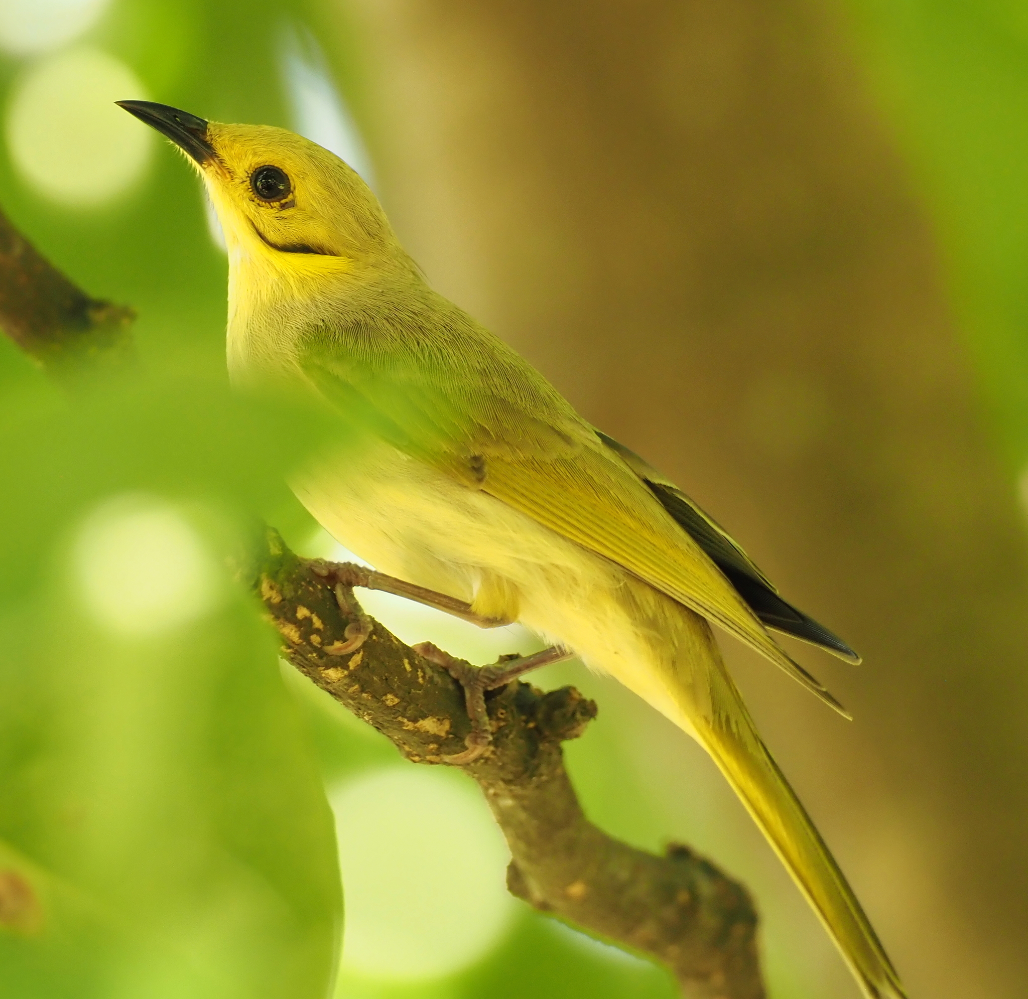 Yellow-tinted Honeyeater (Ptilotula flavescens), photo 2