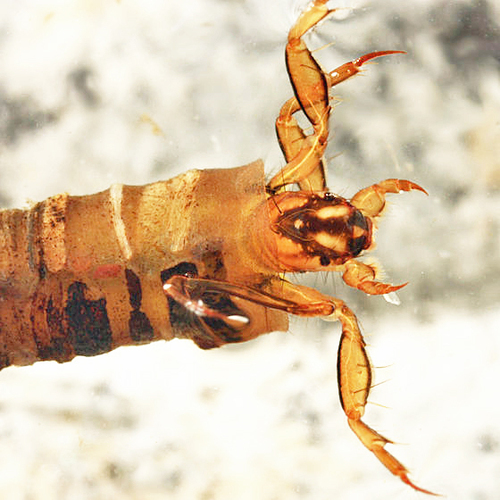 Brachycentrus numerosus