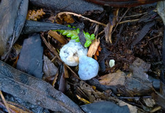 Clavogaster virescens