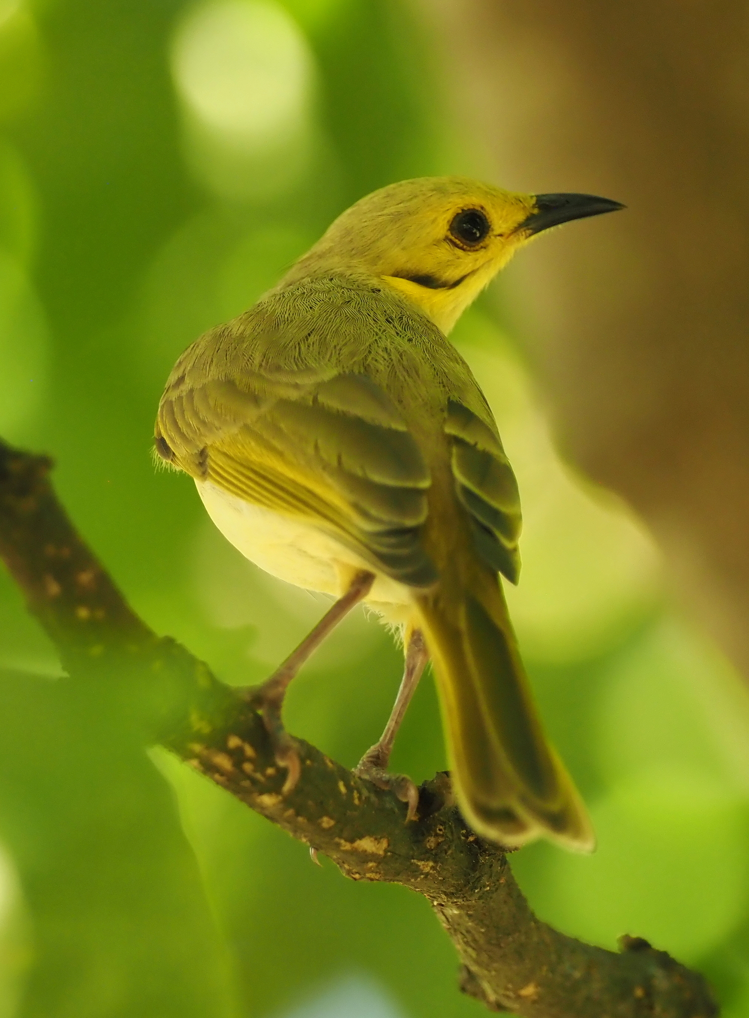 Yellow-tinted Honeyeater (Ptilotula flavescens), photo 3