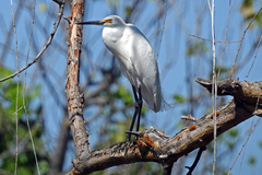 Egretta garzetta nigripes