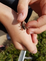 Gomphocerus sibiricus sibiricus