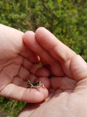 Gomphocerus sibiricus sibiricus