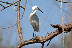 Egretta garzetta nigripes