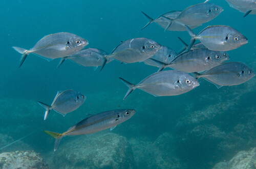 Decapterus muroadsi observed 2025-03-15