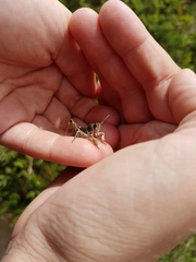 Gomphocerus sibiricus sibiricus