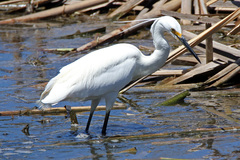 Egretta garzetta nigripes