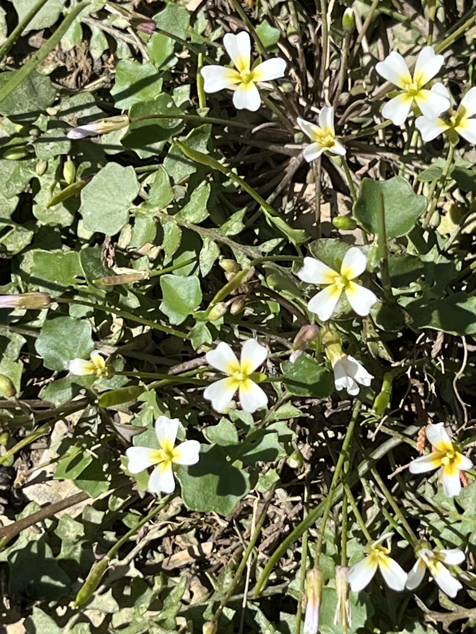 Imagem de Leavenworthia exigua não possui um nome popular amplamente reconhecido no Brasil