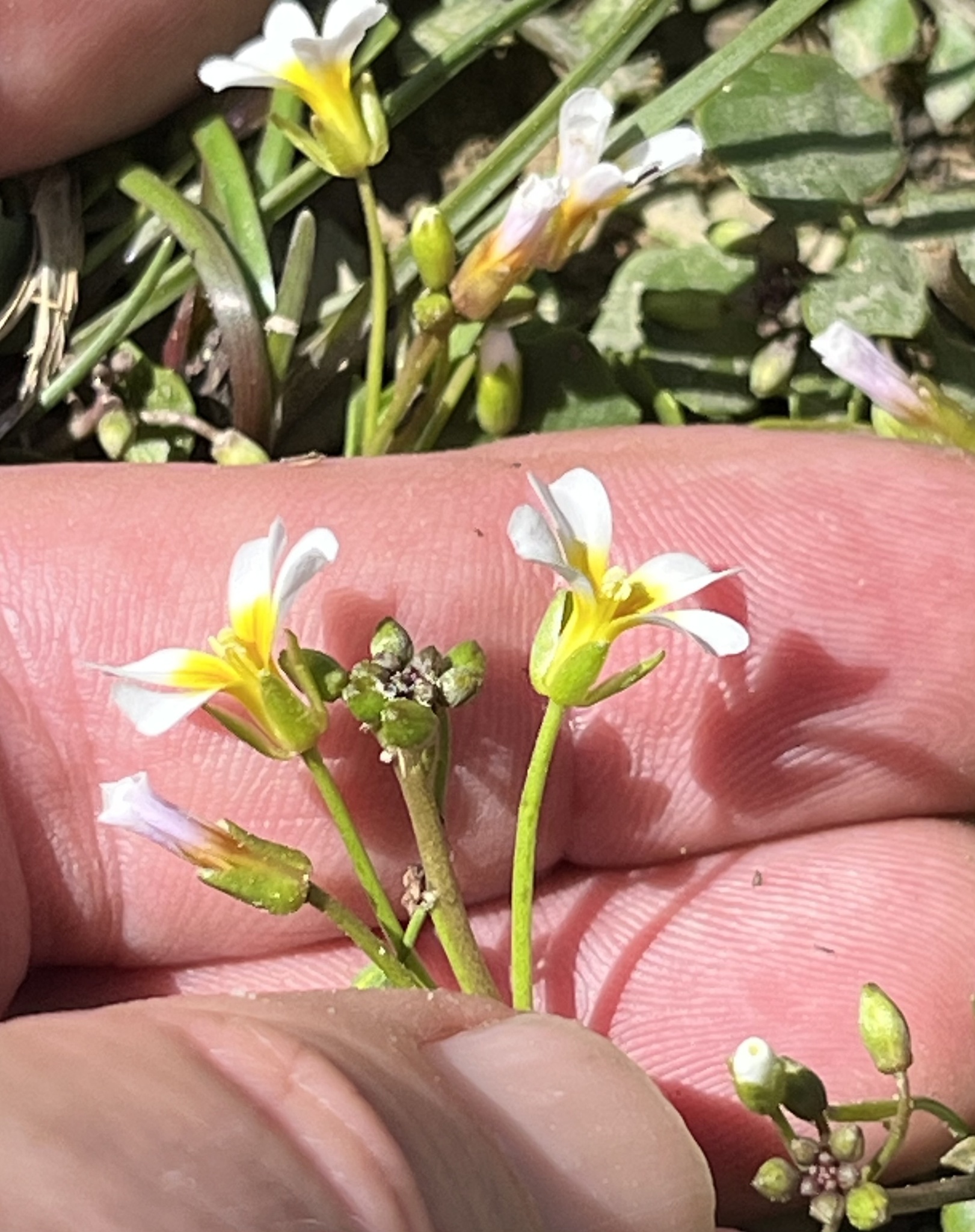 Imagem de Leavenworthia exigua não possui um nome popular amplamente reconhecido no Brasil