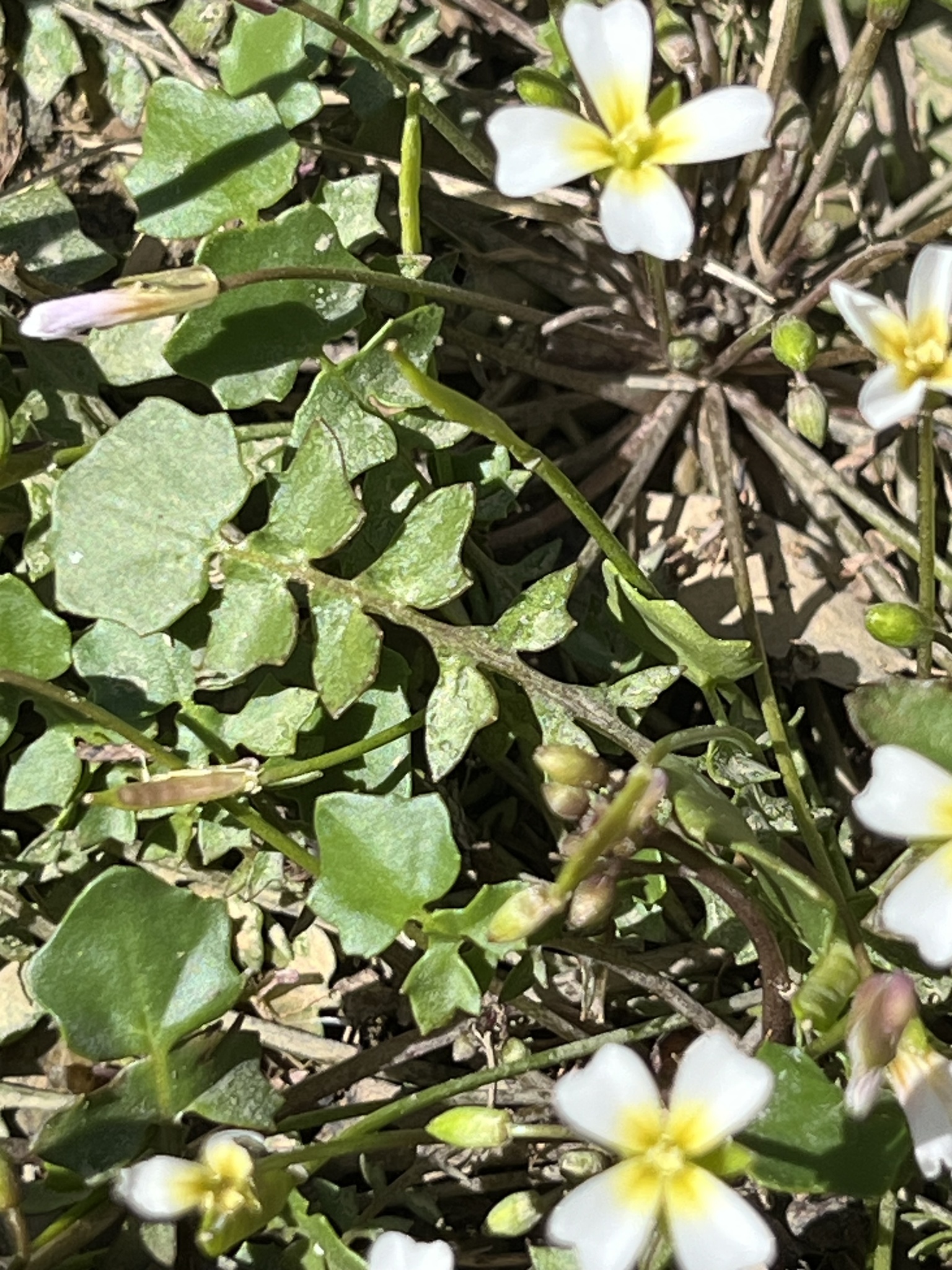 Imagem de Leavenworthia exigua não possui um nome popular amplamente reconhecido no Brasil