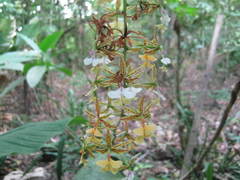 Epidendrum stamfordianum