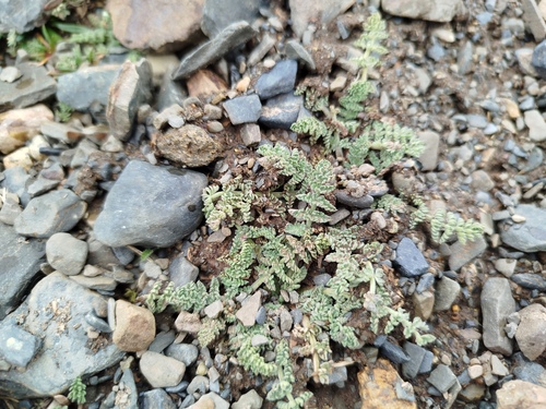 Chaerophyllum andicola observed 2025-03-16