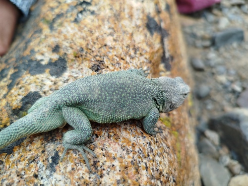 Zodiac Tree Iguana